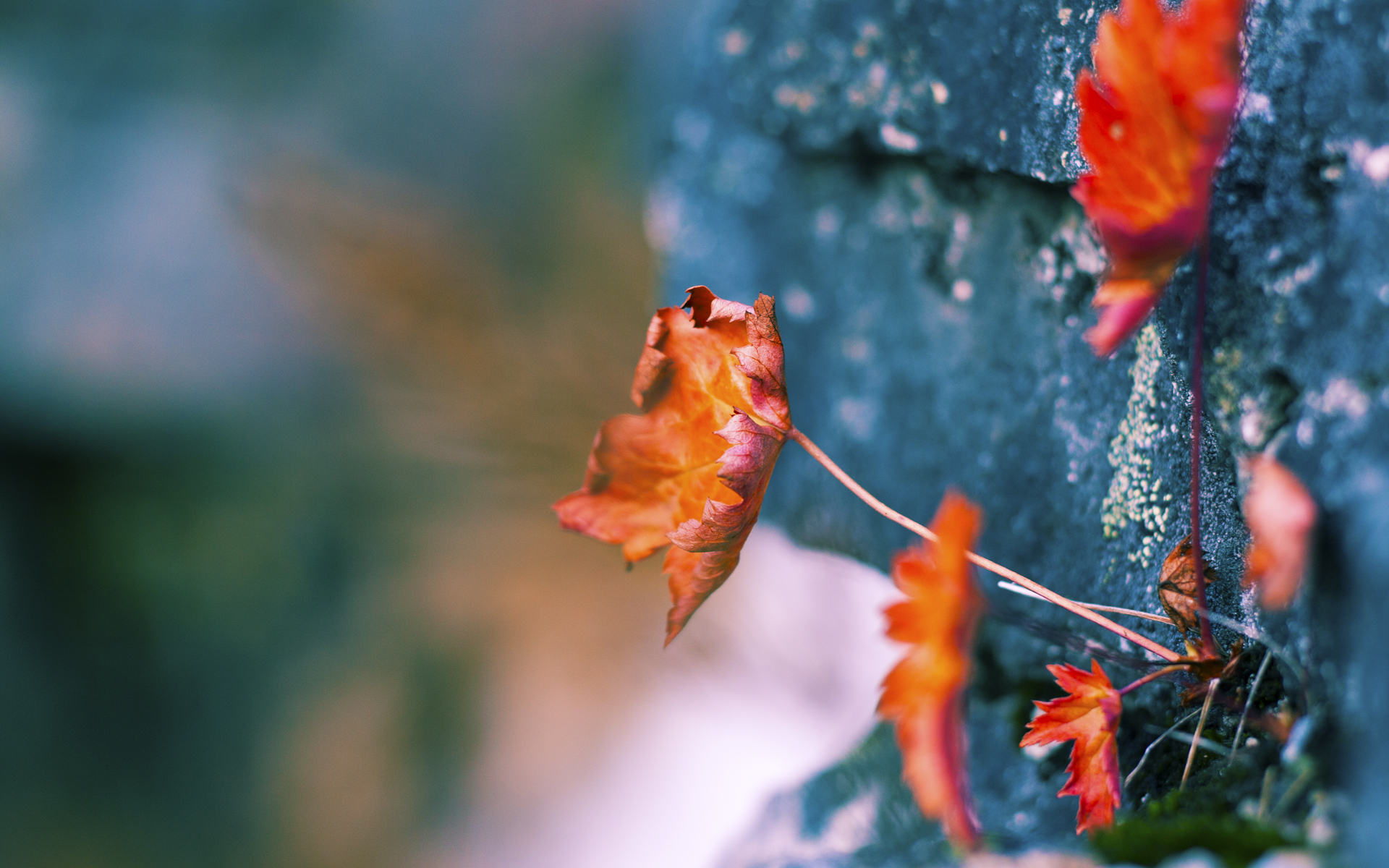 加纳强势晋级曼联,布雷默成为关键先生,红魔中场新秩序崛起
